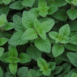 500 Italian Oregano Herb Seeds