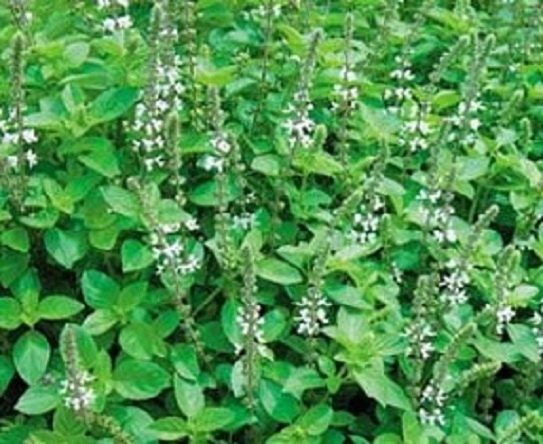 500 Sweet Marjoram Seeds Herb Seeds Marjoram Seeds