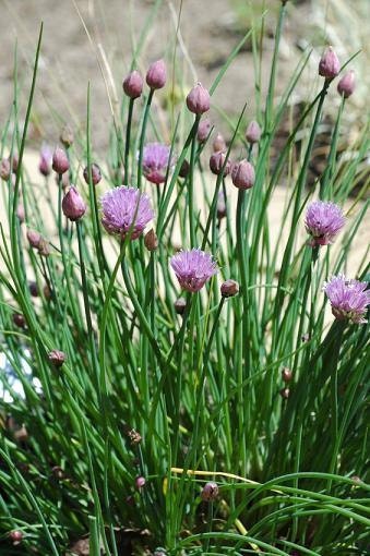 chive flower seeds 1,000 Chive Seeds | Herb Seeds