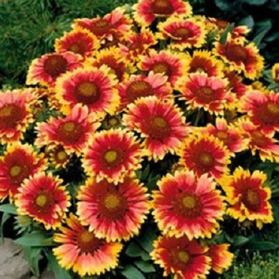 500 Gaillardia Seeds Blanket Flower Seeds