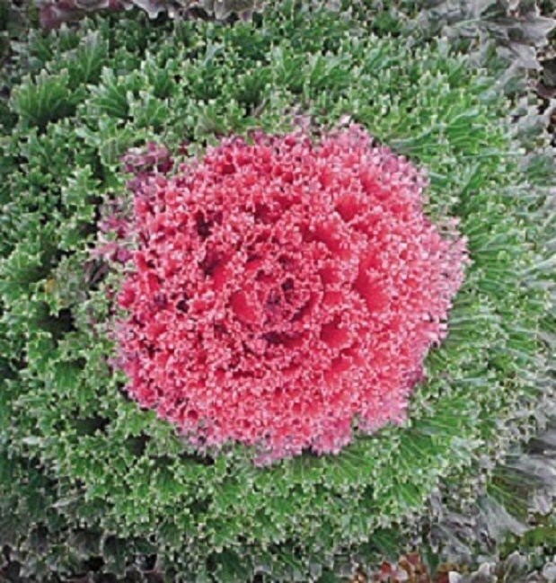 planting red cabbage seeds 50 Seeds Red Flowering Cabbage Seed Garden Seeds flowering kale – trailingpetunia.com