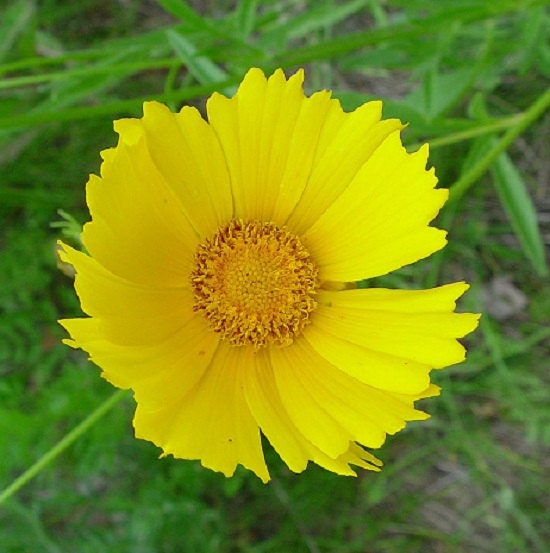 250 Seeds Tickseed Coreopsis Lanceleaf Coreopsis Flower Seeds