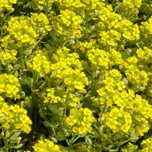 250 Alyssum Seeds Mountain Gold Ground Cover Deer Resistant