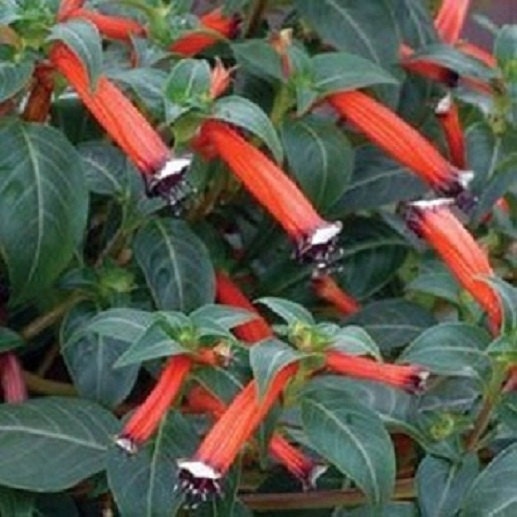 vermillionaire plant seeds 50 Cuphea Seeds Cigar Plant Seeds Firecracker Plant Seeds
