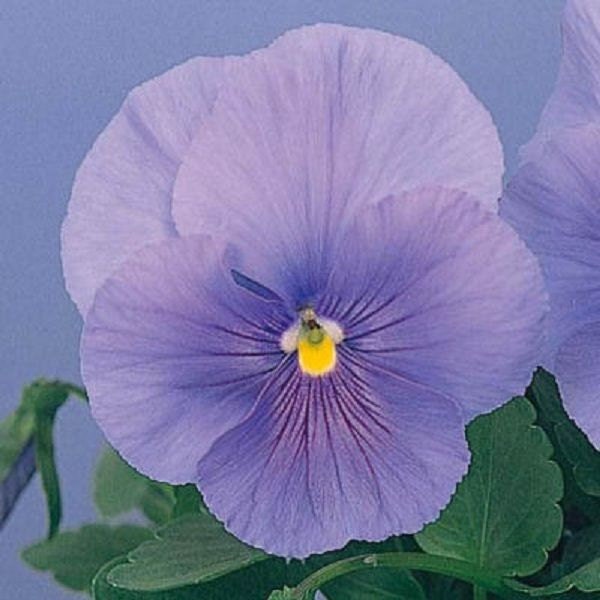 flower seeds supplier 50 Seeds Snow Pansy | Seed Supplier
