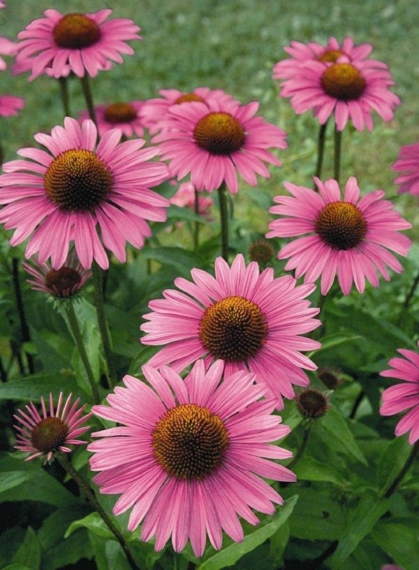 500 Echinacea Seeds Purpurea Cone Flower Seeds