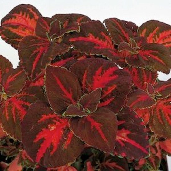 50 Coleus Seeds Rainbow Superfine Festive Dance Flower Seeds