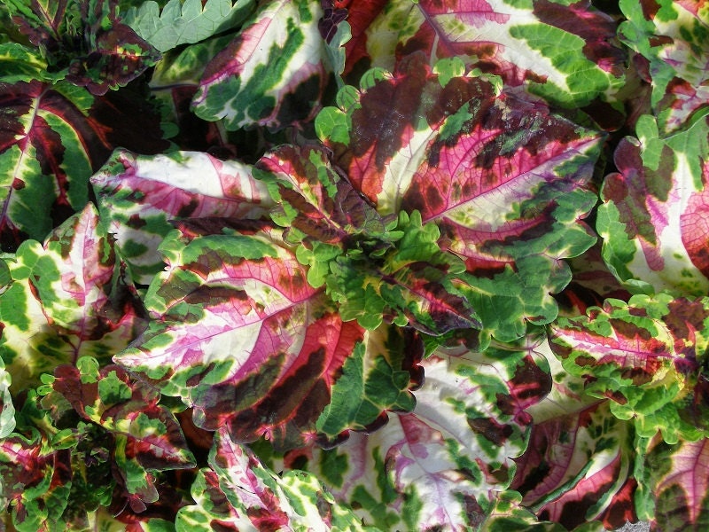 Pelleted Coleus Seeds Coleus Kong Mosaic Giant 15 Pelleted Coleus Seeds