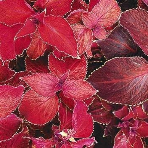 magma flower seed 25 Seeds Coleus Giant Exhibition Magma Giant Coleus