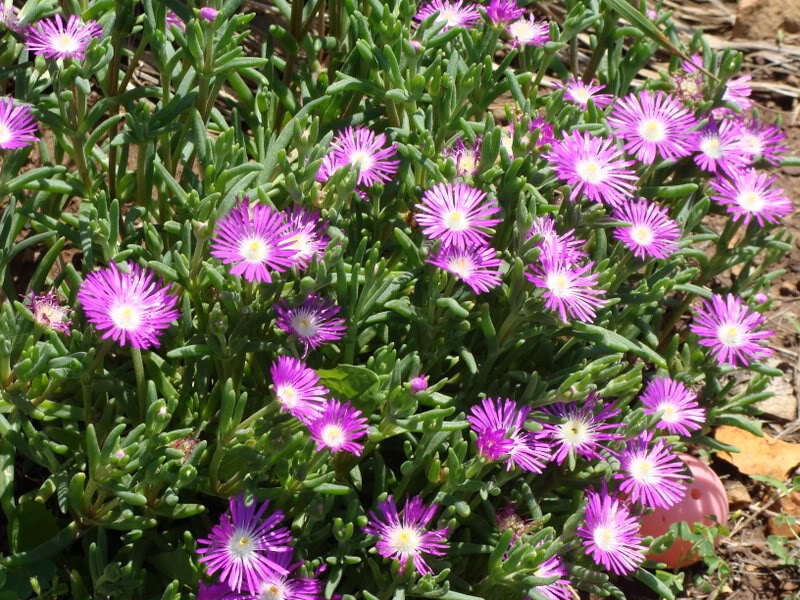 ice plant seeds perennial 100 Delosperma Stardust Perennial Seeds