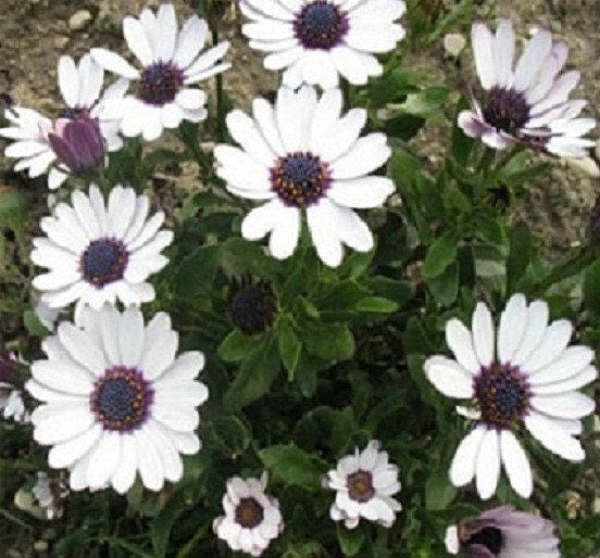 osteospermum flower seeds Osteospermum Seeds Ecklonis | Flower Seeds