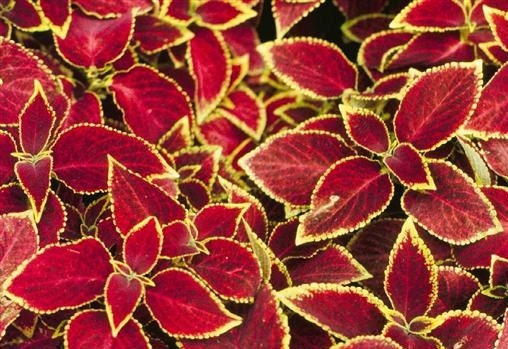50 Seeds Coleus Wizard Scarlet Seeds