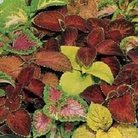 50 Coleus Seeds Wizard mix Seeds Great Bedding Plant