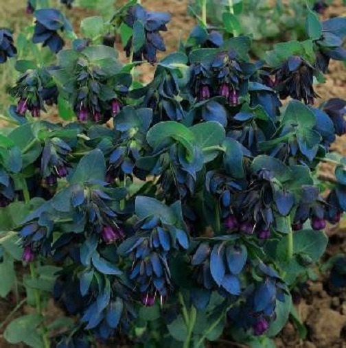 shrimp plant seeds 25 Cerinthe Seeds | Bouquet Blue Shrimp Seeds