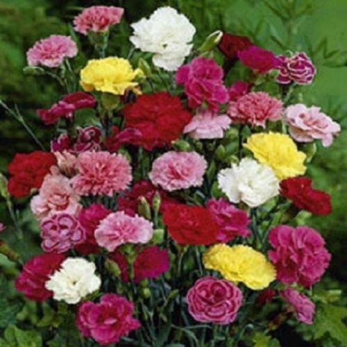 Carnation Seeds Grenadin Mix 50 Flower Seeds Perennial