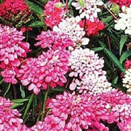 500 Seeds Candytuft Dwarf Mix