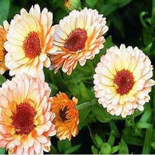 pink marigold seeds Calendula Seeds Pink Surprise Flower Seeds 50 Seeds – trailingpetunia.com
