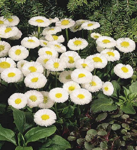 25 Pelleted Seeds Bellis Speedstar White English Daisy