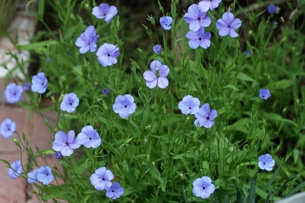 Viscaria Seeds Viscaria Oculata Blue 500 Seeds