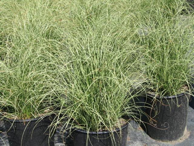 carex grass seeds amazon mist ornamental grass 25 Pelleted Seeds grass seeds
