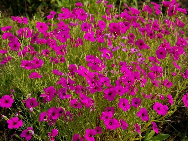 Viscaria Seeds Viscaria Oculata Rose 500 Seeds