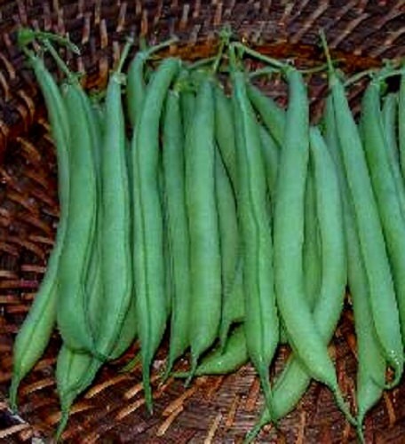 50 Seeds Bean Bush Strike Garden Seeds