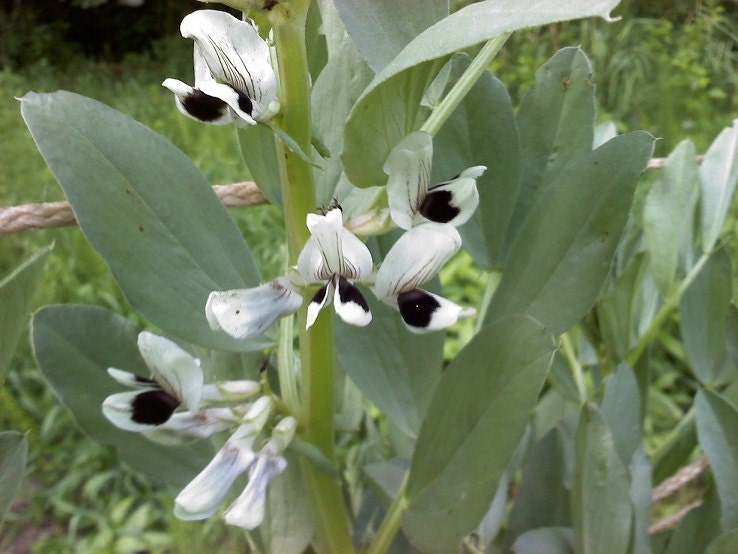 MPB#5 Fava Bean Seeds Giant Bean 15 Seeds