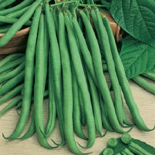 50 Seeds Bush Bean Slenderette Bean Seeds