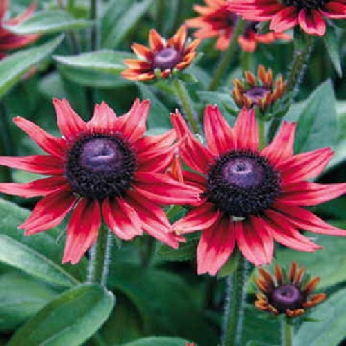 50 Flower Seeds Cherry Brandy Rudbeckia Seeds