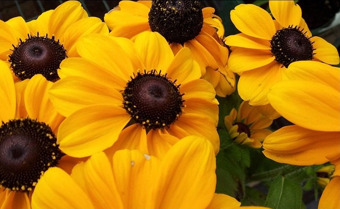 50 Rudbeckia Seeds To To Gold