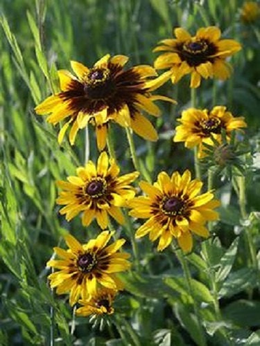 50 Rudbeckia Seeds Solar Eclipse Perennial Seeds