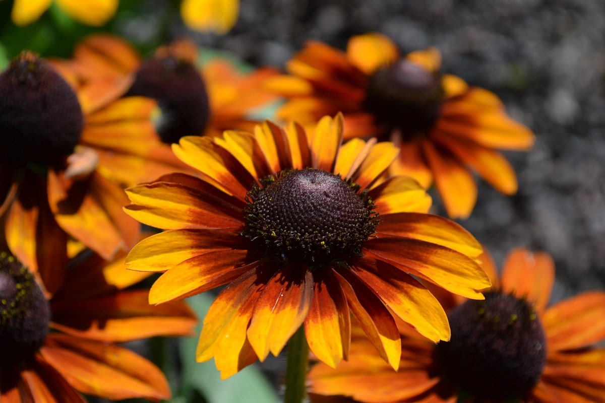 Rudbeckia Seeds To To Rustice 50 Seeds Perennial