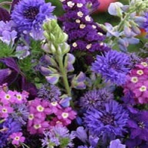BIN#2R8D3 Wildflower Seeds Blue Mix Wild Flower 500 Seeds