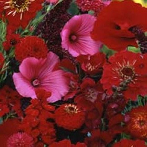 the best wild flower seeds 500 Wildflower Seeds Red Wildflower Mix Wild Flower Flower Seeds – trailingpetunia.com
