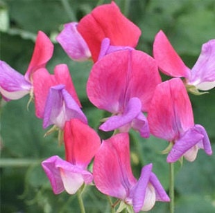 25 Sweet Pea Seeds Royal Rose Pink