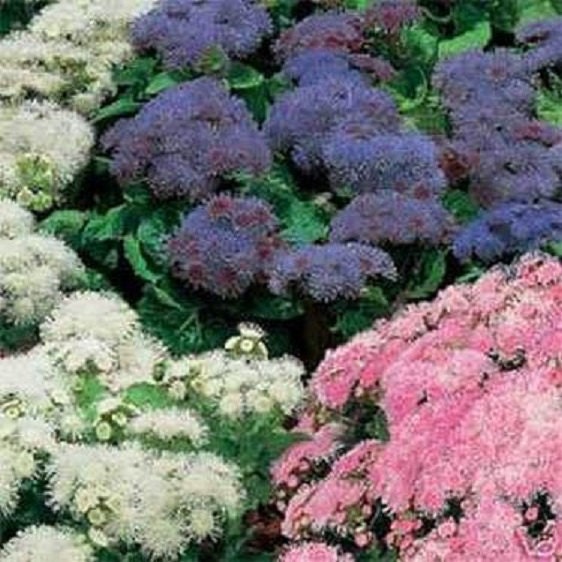 500 Ageratum Seeds Mexicanum Mix