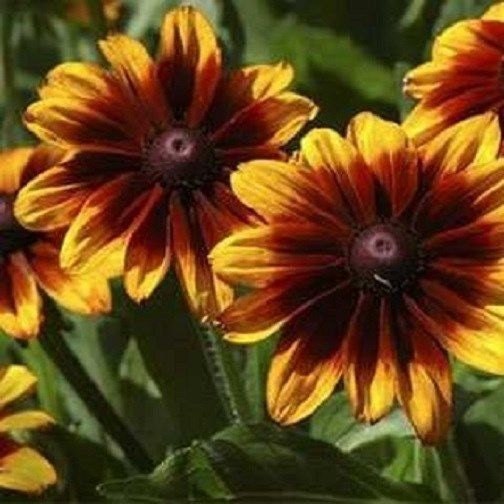 forest flower seeds 250 Seeds Rudbeckia Hirta Autumn Forest Flower Seeds