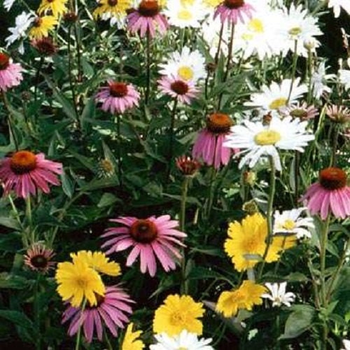 annual wildflower seed mix 1,000 Wildflower Seeds Annual Part Shade Wildflower Mix Flower Seed – trailingpetunia.com