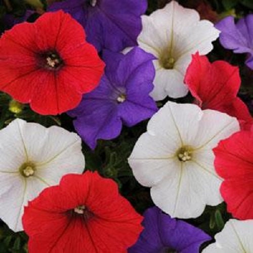 Shock Wave Volt Mix 25 pelleted Seeds