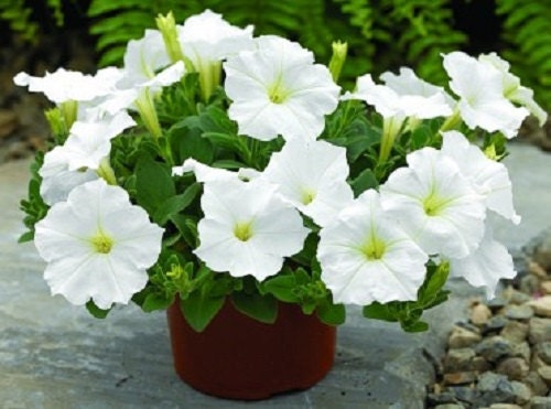 Petunia Seeds 25 Pelleted Seeds Ramblin White Trailing Petunia