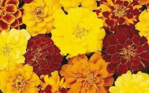 50 Marigold Seeds French Durango Mix Seeds