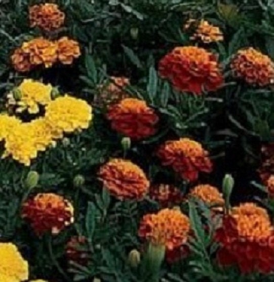 50 Marigold Janie Mix French Marigold Seeds