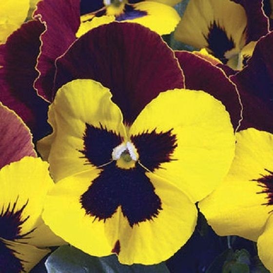 50 Pansy Seeds Character Red Wing FLOWER SEEDS