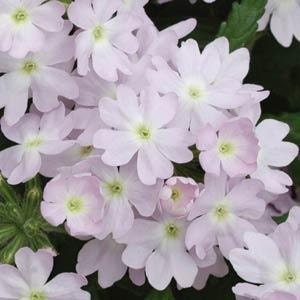 50 Seeds Verbena Quartz XP Silver Flower Seeds