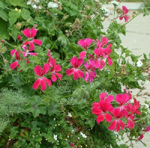 15 Geranium Seeds Cascade Beauty Rose Trailing Geranium