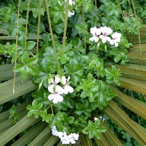 15 Geranium Seeds Cascade Beauty White Trailing Geranium
