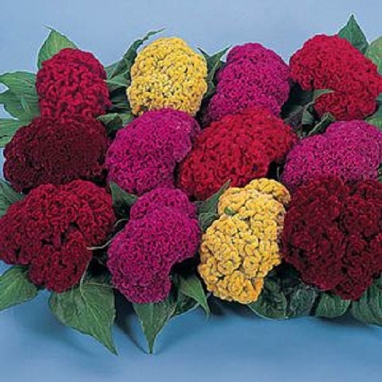 50 Celosia Seeds Amigo Mix