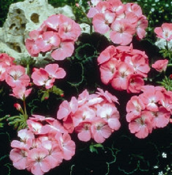 black magic rose seeds Mix 15 Seeds Trailing Geranium