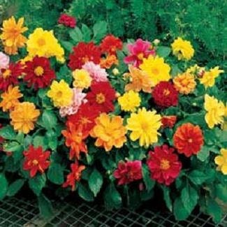 50 Dahlia Seeds Figaro Mix Seeds Dahlia Flowers