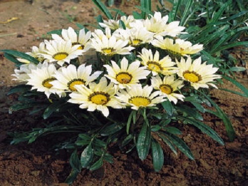 50 Seeds Gazania Mini Star White Gazania Seeds